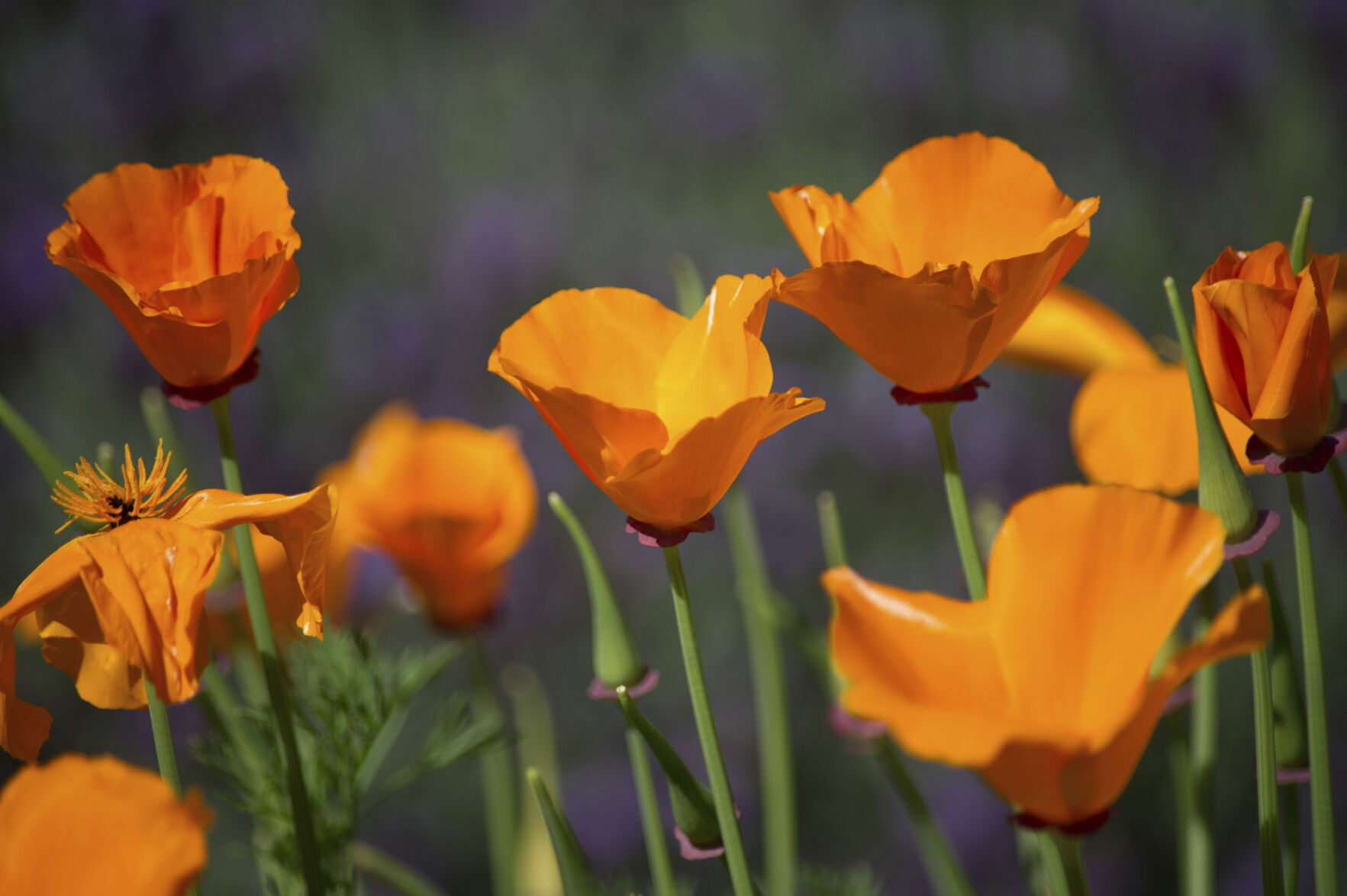 Gardening during dry spells